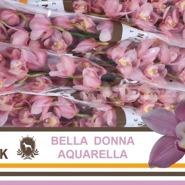 CYMBIDIUM X10 ROSA *AQUARELLA* 60CM