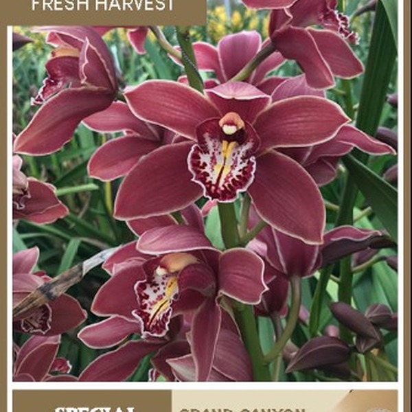 CYMBIDIUM RED GRAND CANYON X6 