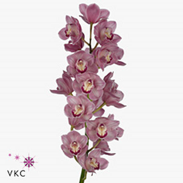 CYMBIDIUM X6 ROSA *KIWI*