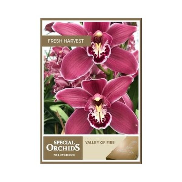 CYMBIDIUM RED VALLEY OF FIRE X6 