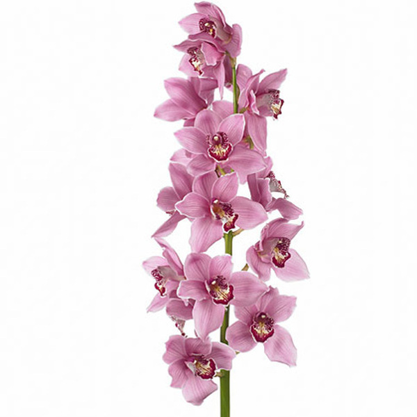 CYMBIDIUM ROSA X6 *FIREGLOW*