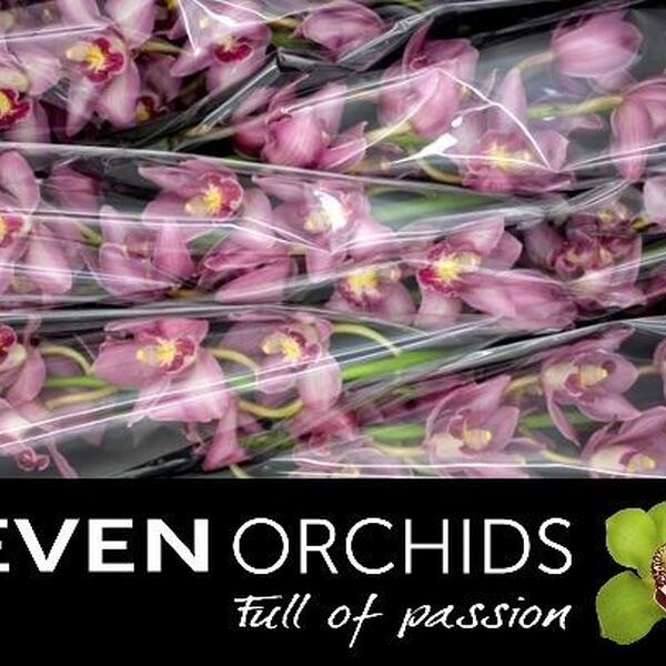 CYMBIDIUM X6 ROSA *BONFIRE*