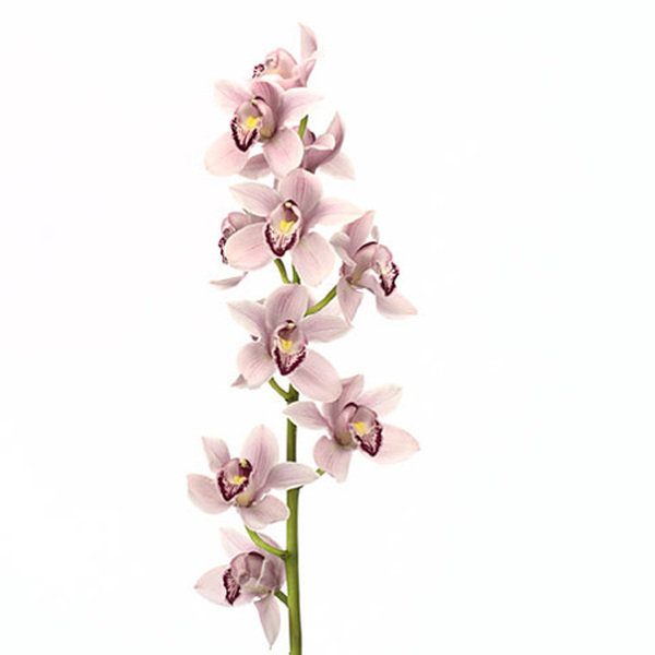 CYMBIDIUM X9 ROSA