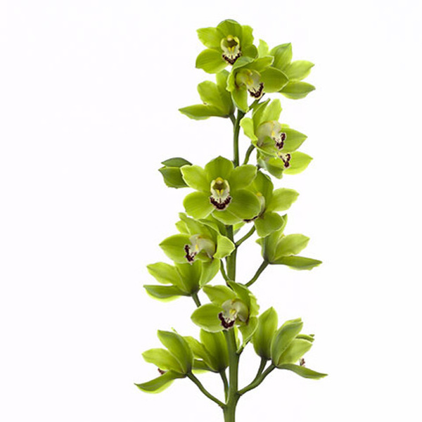 CYMBIDIUM X9 VERD