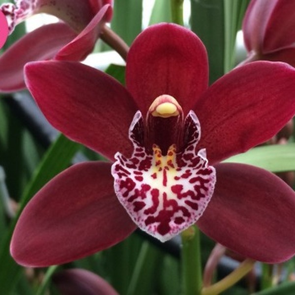 CYMBIDIUM MINI *RED AMANDA* 0CM
