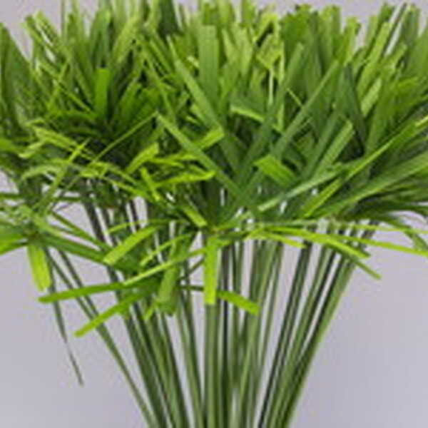 CYPERUS PAPIRUS PARAIGUA