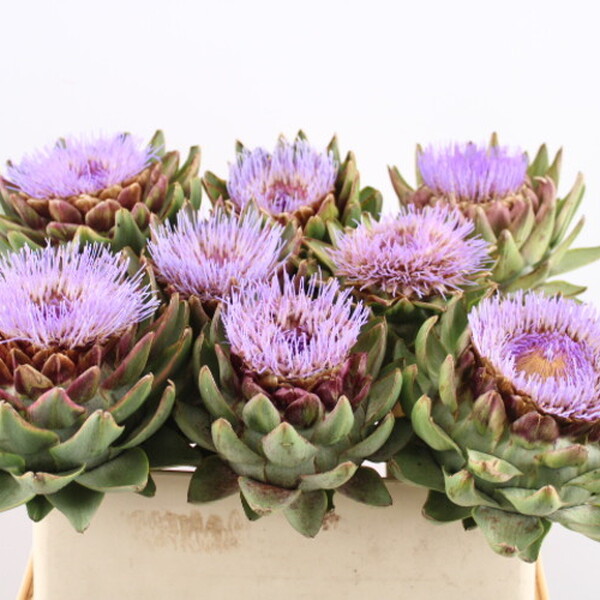 CYNARA SC CONCERTO 60CM