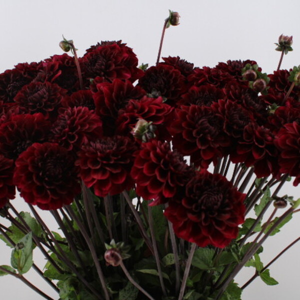 DALIA *BALL DARK SPIRIT* 60CM