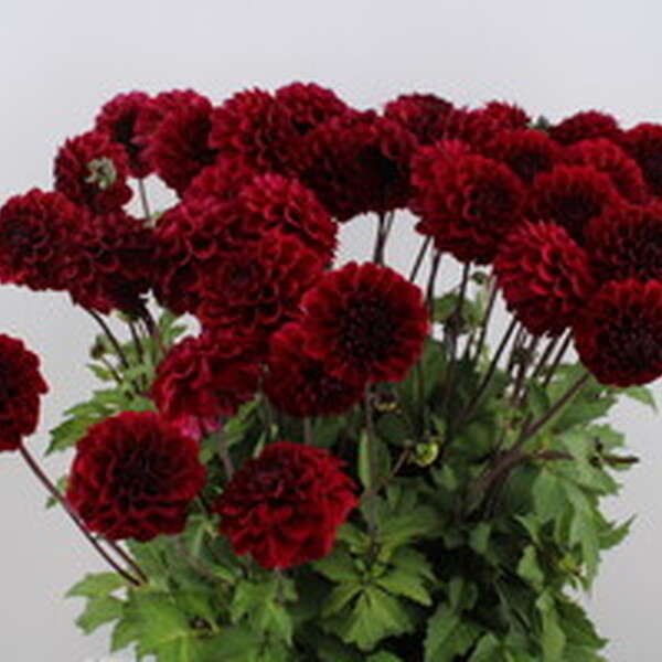 DALIA BALL HAPPY JILL 55CM