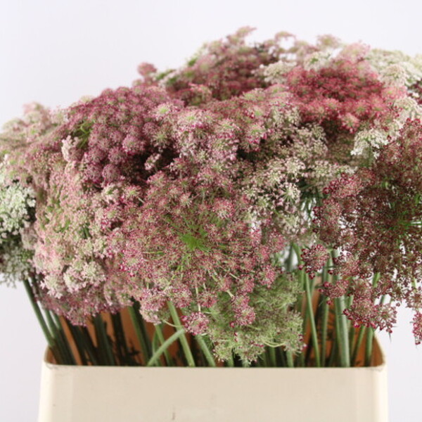 DAUCUS CAROTA DARA 60CM