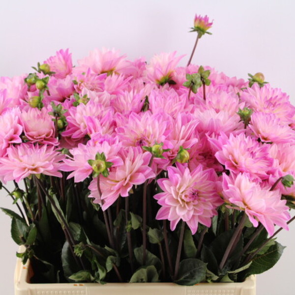 DALIA KARMA PROSPERO 60CM