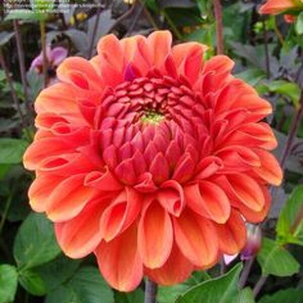 DALIA BALL ORANGE FOX 60CM