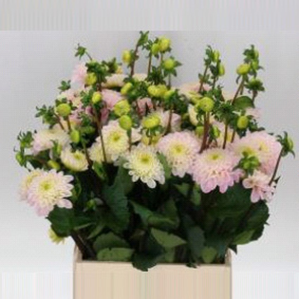 DALIA ROSA *BALL WIZZ OF OZ* 50CM
