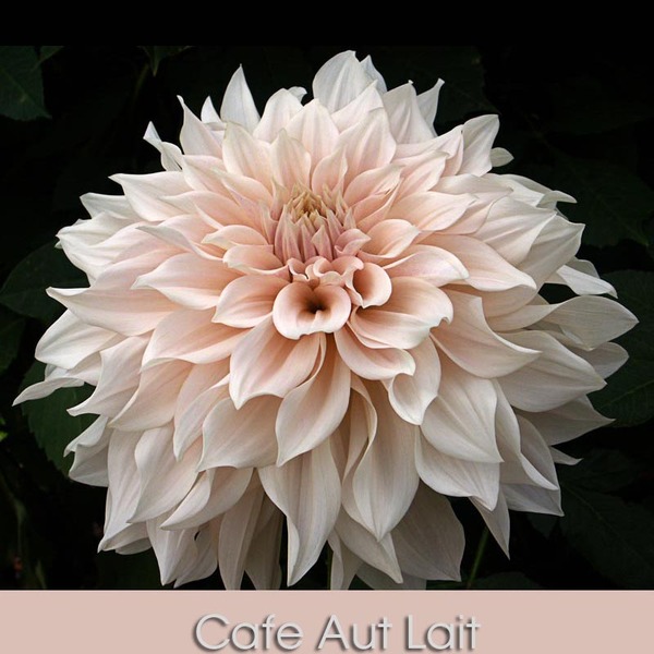 DALIA *CAFE AU LAIT* 60CM