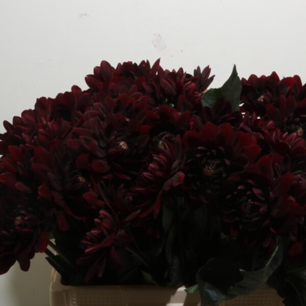 DALIA KARMA CHOC 55CM