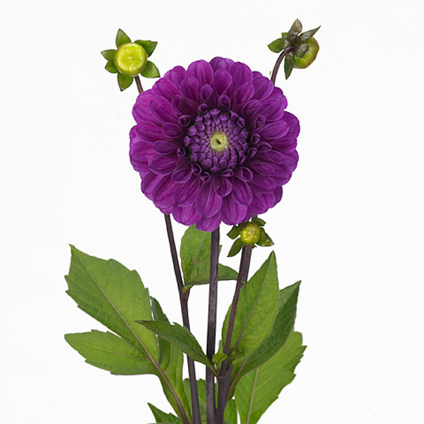DALIA *CARTOUCHE* 60CM