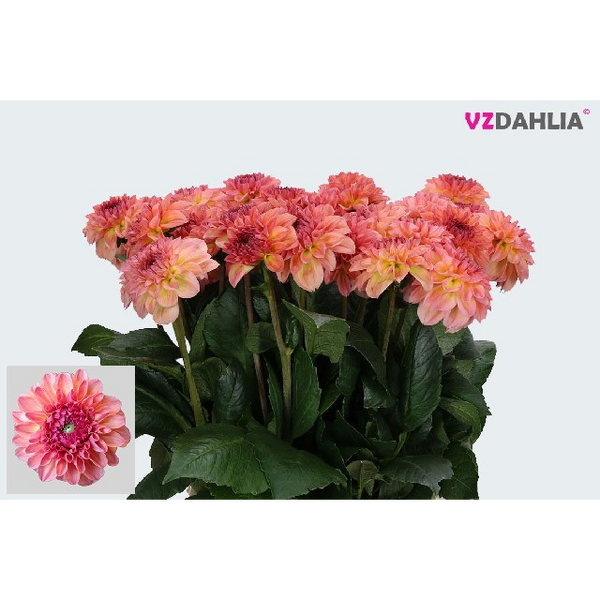 DALIA CHANEL 40CM