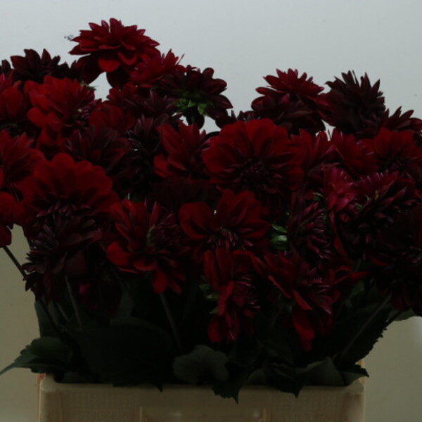 DALIA *DEC LA RECOLETA* 55CM