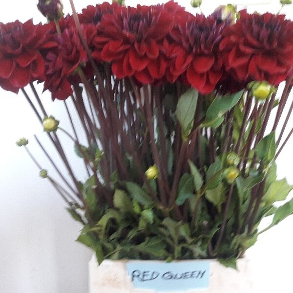 DALIA DARK RED 55CM
