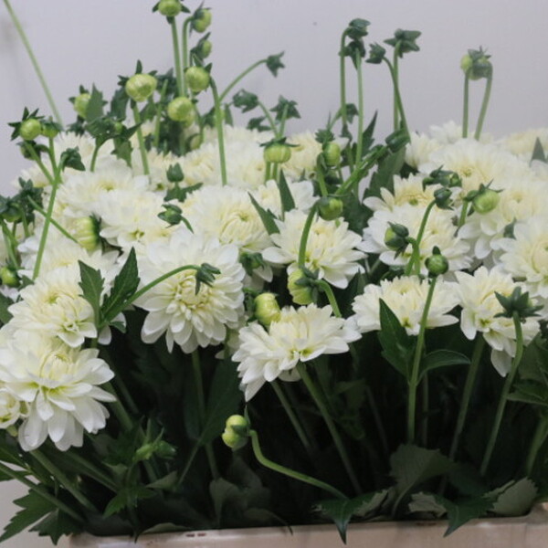 DALIA *DEC WHITE PHAYENNE* 60CM