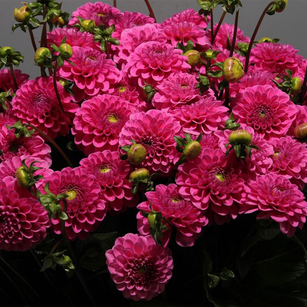 DALIA *HAPPY HOUR* 60CM