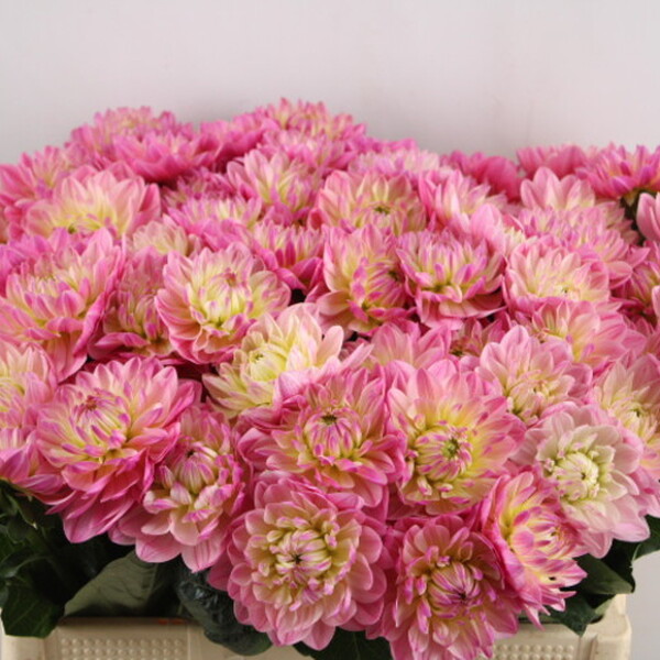 DALIA DEC PINK MAGIC 55CM