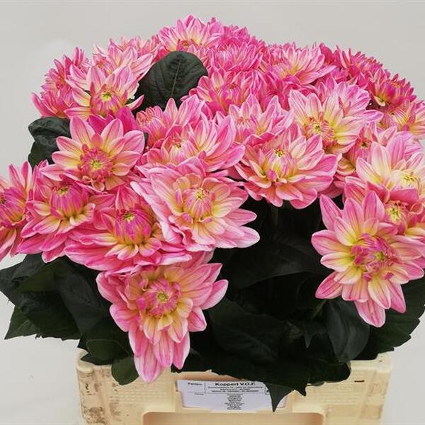 DALIA DEC PINK MAGIC 60CM