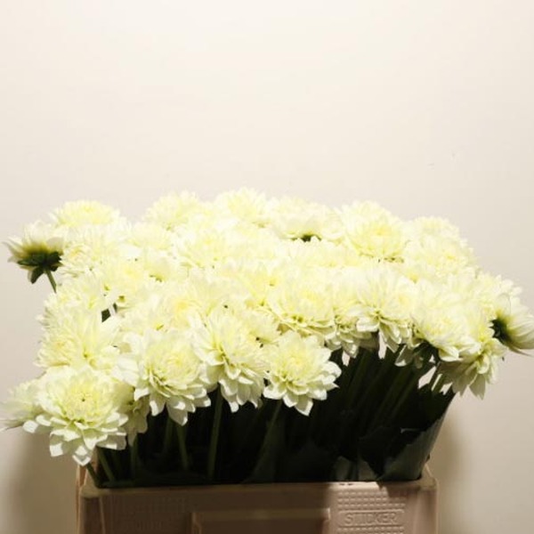 DALIA KARMA SERENA 60CM