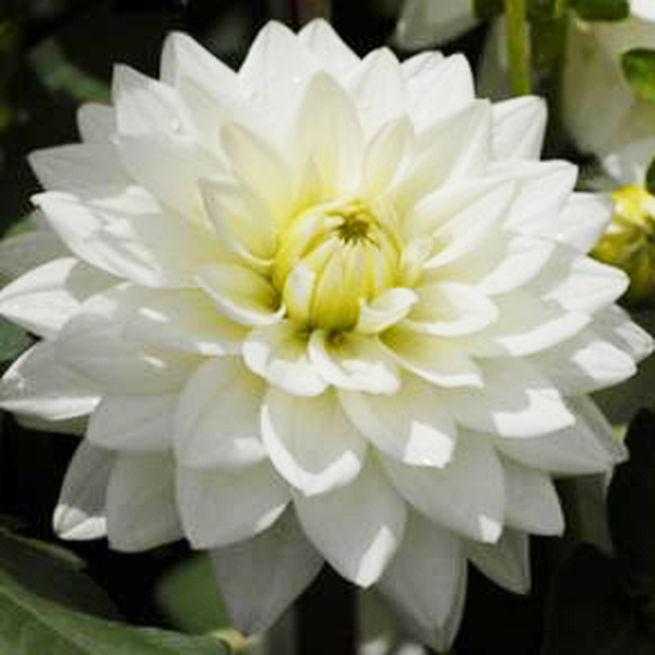 DALIA KARMA WHITE MAARTEN ZWAAN 50CM
