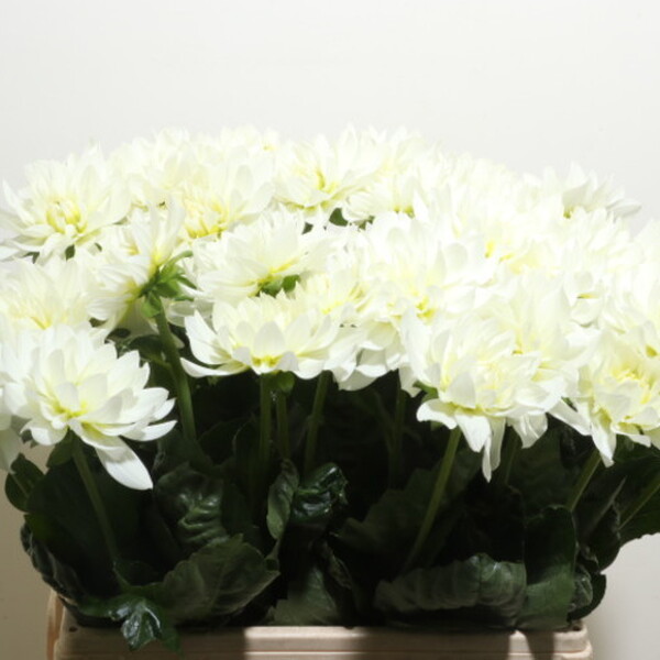 DALIA KARMA WHITE MAARTEN ZWAAN 60CM