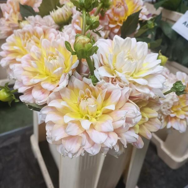 DALIA NACIONAL
