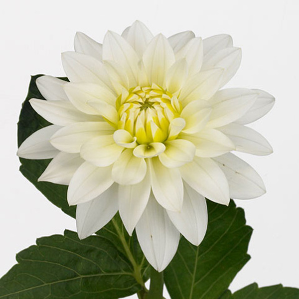 DALIA NAC. BLANCA