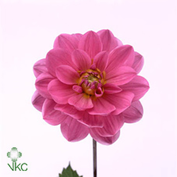 DALIA *ONESTA* 60CM