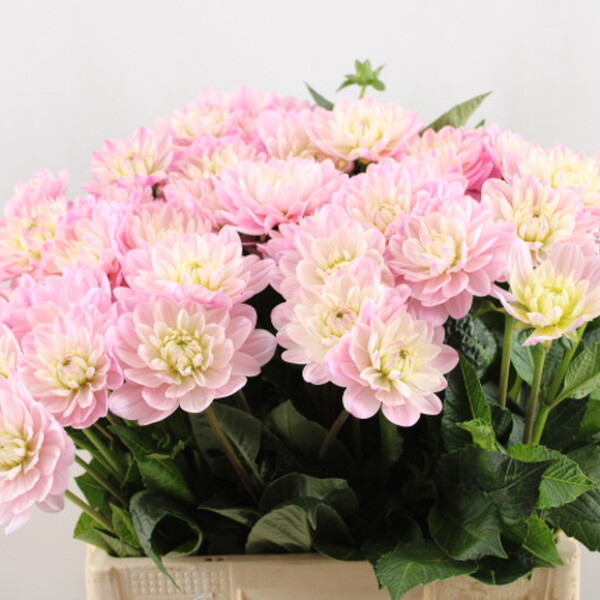 DALIA *PRINCESS KATE* 60CM
