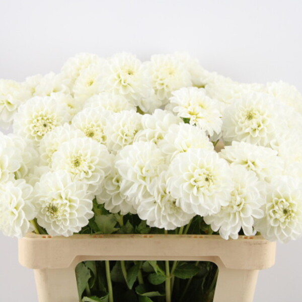 DALIA PUMPKIN BLANC 60CM
