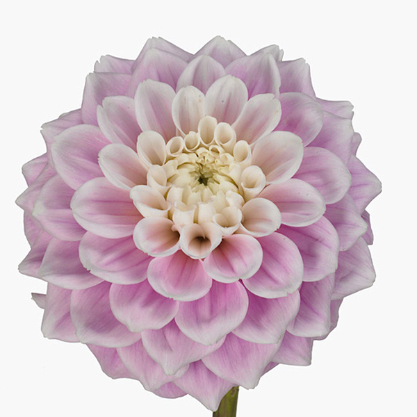 DALIA ROSA *SWEET LOVE* 50CM