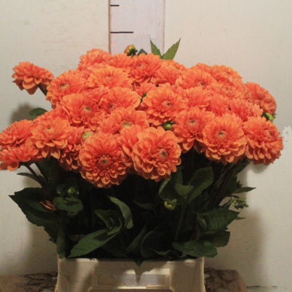 DALIA *SYLVIA* 50CM