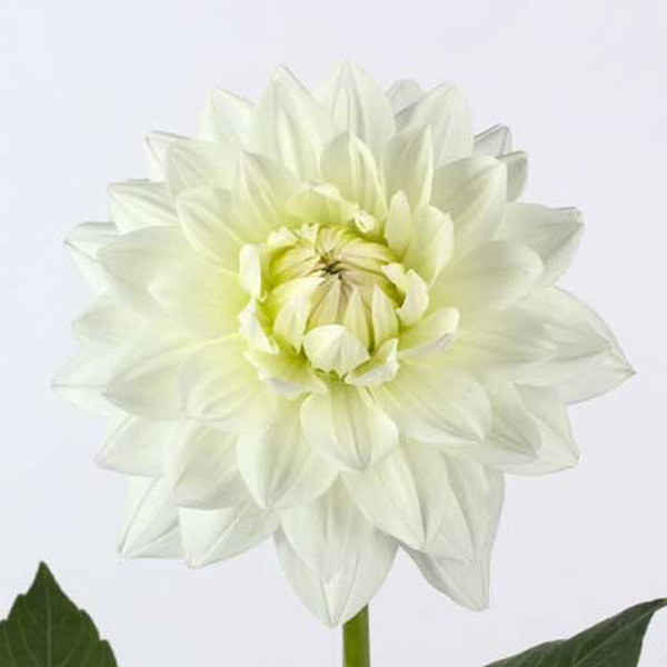 DALIA *WHITE MARGOT* 60CM