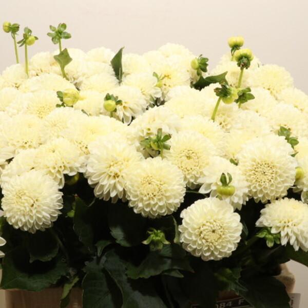 DALIA WHITE NETTIE 50CM