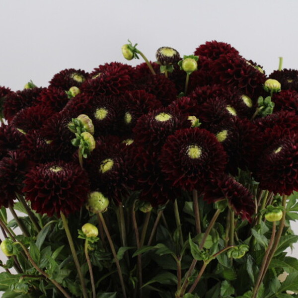 DALIA PUMPKIN BORDEAUX 55CM
