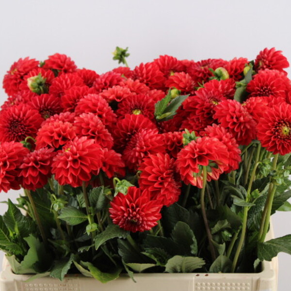 DALIA *RED CAP* 50CM