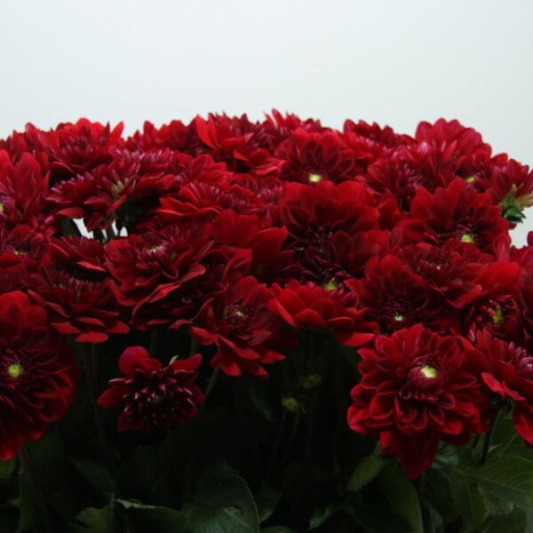 DALIA *RED RUNNER* 55CM