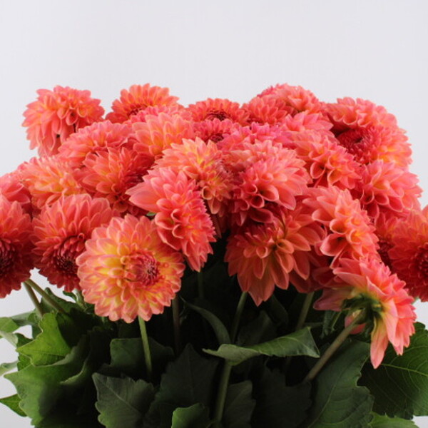 DALIA SANTA LUCIA 60CM