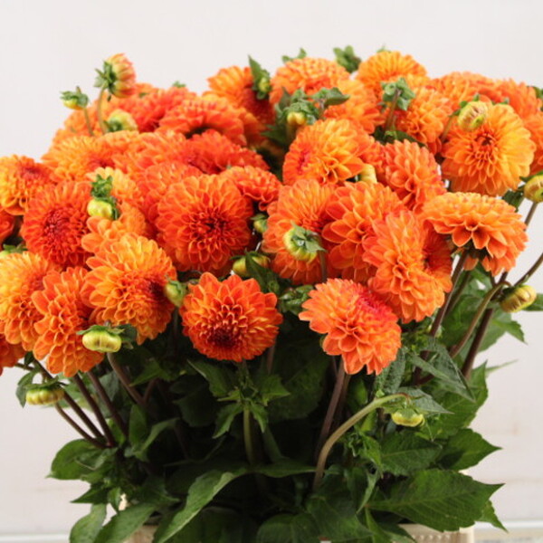 DALIA *SOUVENIR D'ETE* 55CM