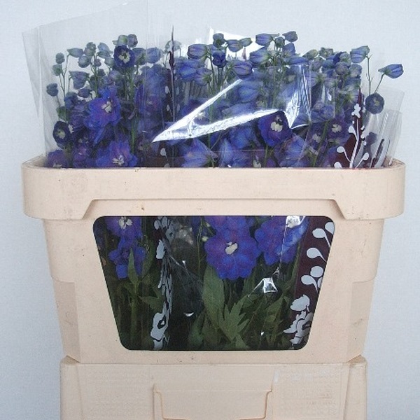 DELPHINIUM *DEWI BLUE STAR* 70CM