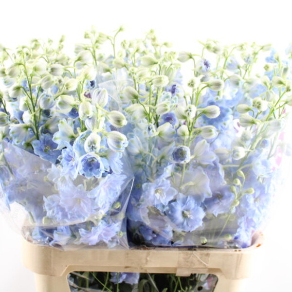 DELPHINIUM *DEWI BOY* 90CM