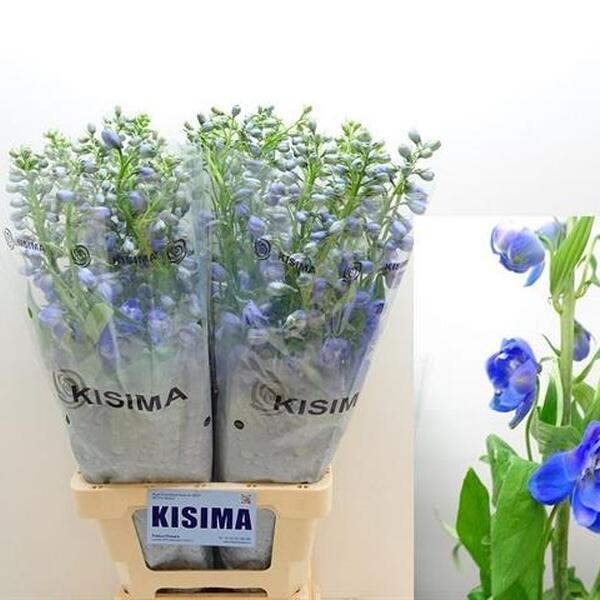 DELPHINIUM *GUARDIAN BLUE* 80CM