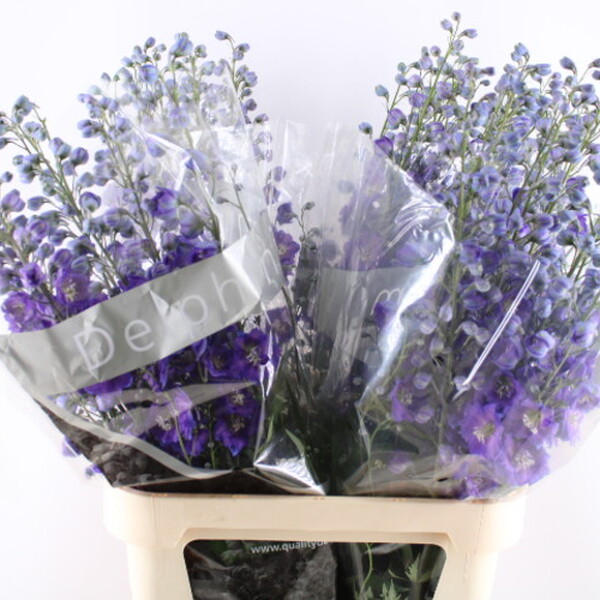 DELPHINIUM JEWEL 100CM