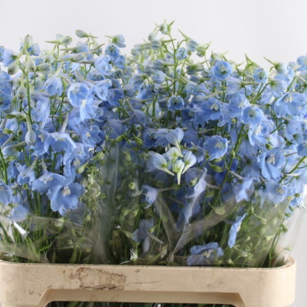 DELPHINIUM BLAU BALLKLEID 90CM