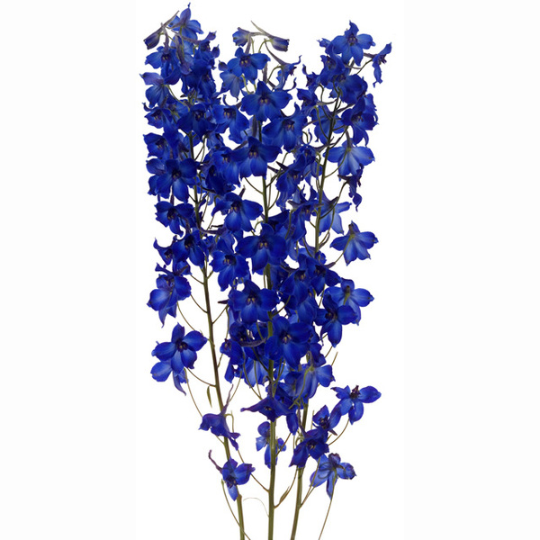DELPHINIUM BLAU FOSC 60CM